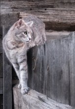 Portrait in shades of gray / *******