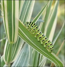 Acute sedge ... / ***