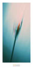 [ Emergency Brake ] *flower / ***