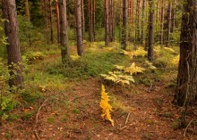 In search of a flowering fern / ********************