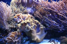Farbe Unterwasser - 2 / ***********