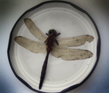 Die Juli-Libelle ... / ------------