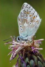Butterfly # 7 / §§§§§§§