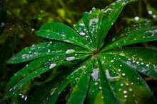 After the rain / ***