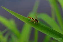 Striped flies / ***