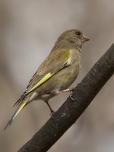 greenfinch / ***************