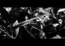 Morgen / ***