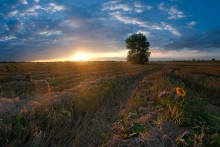 The August field / ***