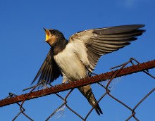 Chick swallows / ***