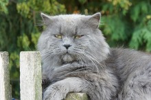 Sukhov / ***