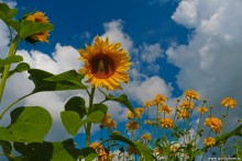 The magic of summer / ***