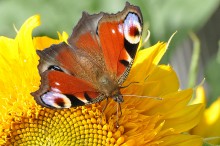Butterfly / ***