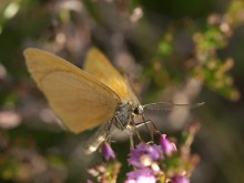 Butterfly # 9 / *******