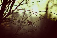 Small wonder / ***