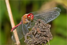 Sympetrum danae / ***