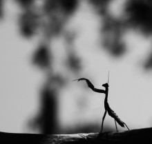 Conductor / .....