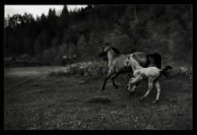 Home ... / ***