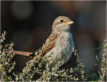 Red-backed shrike / ***