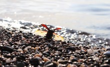 Stag-beetle / ***