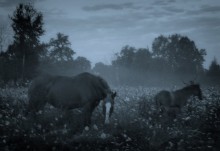 Midsummer Night\'s Dream / ***