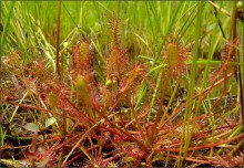 sundew / .............