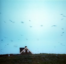 Birds / ***