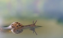 &quot;Loch Ness Monster&quot; / ***