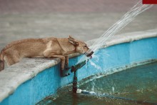 dingo / ***
