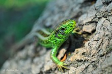 Green / ***