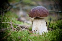 Just Mushroom:) / ***