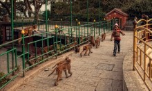 The street monkeys ... / ***