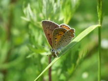 copper-butterfly butterfly Lycaenidae (Cupidinidae) / ***