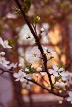 Cherry / ***