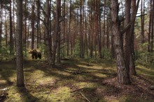 morning in a pine forest / ***