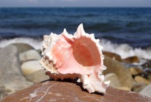 Shell / ***