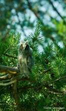 owl / ***************