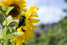 Solar Flowers / *********
