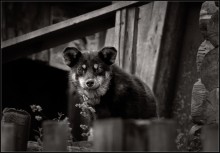 Proshka ... / ***