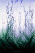 ‎[ Where Willows Grow ] / **********