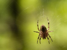 Web / ***