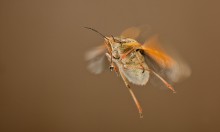 "FLIGHT Bug" / ***