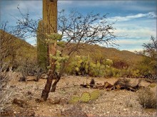  / Cam Del Sahuaro Forest, Mount Lemmon, Tuscon, AZ
