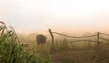 Frühmorgens / **********