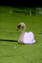 Alte Teich / ***