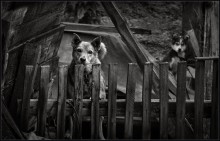 Lucy &amp; son ... / ***
