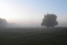 Again, the fog / ***