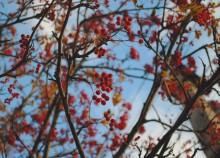 Rowan / ***