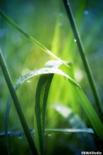 Solar Dew / ***