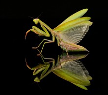 "Siamese twins" / ***