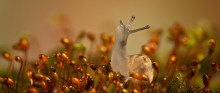 &quot;Raised das Periskop&quot; / ***